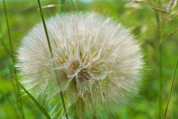 Large dandelion