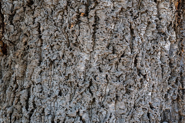 Wall Mural - cork oak wood texture and background- tree bark