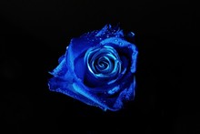 Blue Rose On Black Background