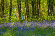 Spring bluebells in sunshine growing in a woodland setting in Scotland.
