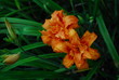 Orange Daily Lily