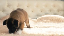 American Akita Puppy Walking On Light Soft Cover Of Bed And Starting To Piss