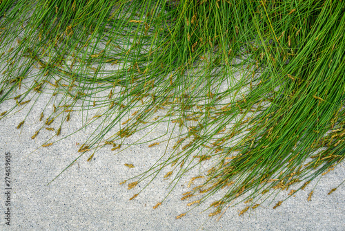 Fotomural Nature background of green sedge grasses in pattern and texture on a cement pati