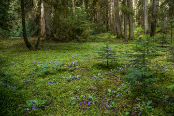 Wall Mural - glade inside forest with green meadow