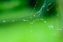 Spider Web With Droplets