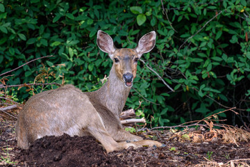 Local deer resting in the shade and making funny faces, USA