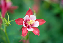 Close Up Of  Columbines  Flower  In Garden