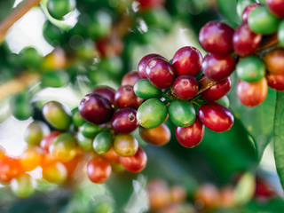 Coffee beans on tree at the mountain in farm northern Thailand.