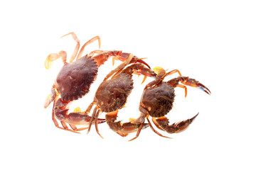 Canvas Print - Crab isolated on white background.