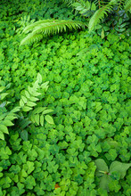 Nature Background Of Oxalis, Shamrocks, With Oregon Grape And Ferns, Growing In Woodlands, Pattern And Texture In Green