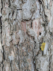 nature tree bark texture background