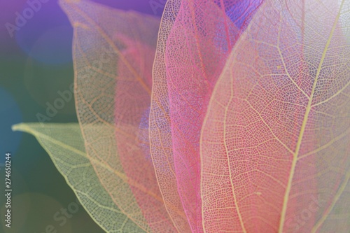 Skeleton Leaf Fragile Multicolor Texture Macro Leaf Group Of Skeleton Leaves Macro Structure Delicate Skeletonized Leaf Phone Wallpaper Buy This Stock Photo And Explore Similar Images At Adobe Stock Adobe Stock