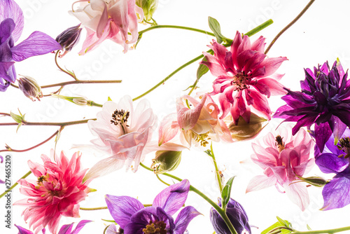 Fotomural aquilegia flowers on the white background