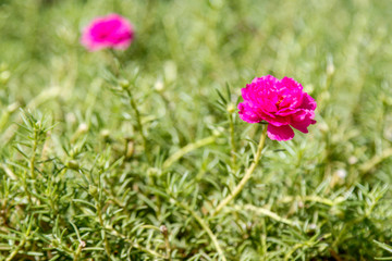 Wall Mural - Pink Common Purslane flower on garden for nature background