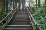 Fototapeta Do pokoju - The walkway from wood in alishan national park at taiwan