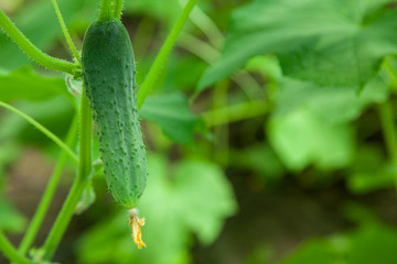 Wall Mural - Cucumber grows in a greenhouse, close-up, blurred background. Copy space for text.