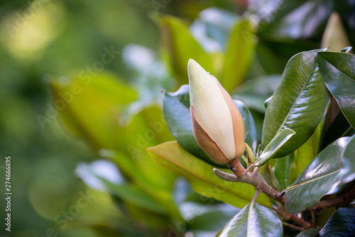 Magnolia Flower Bud And Leaves On A Branch Bokeh Soft