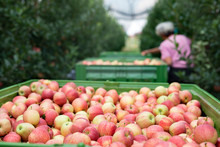 People Working In An Apple Orchard Picking Fruit And Placing Them Into Basket. Organic Farm Fruit Production.