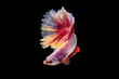 The moving moment beautiful of red siamese betta fish or fancy betta splendens fighting fish in thailand on black background. Thailand called Pla-kad or half moon biting fish.