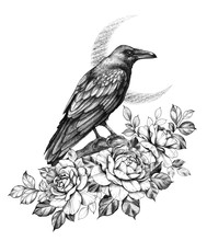 Raven With  Roses Pencil Drawing