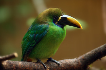 Poster - The blue-throated toucanet (Aulacorhynchus caeruleogularis) sitting on the branch with brown background.