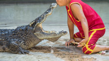 Show Kissing Mouse Of Crocodile, Thailand