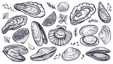 Shellfish Seafood, Vector Hand Drawn Set. Oysters, Mussels, Scallop And Other.