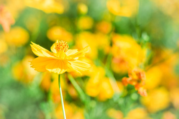 Wall Mural - blooming blossom yellow flower field outdoor background in garden.