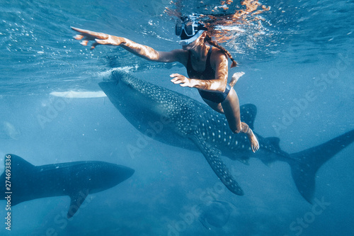 Cuadros en Lienzo Woman snorkeling with whale sharks in deep blue ocean