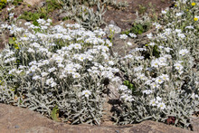 Soddy Saxifrage, Saxifraga Cespitosa Bloom In The Garden
