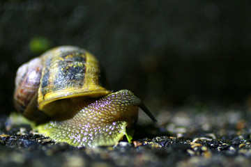 snail on branch