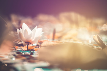 Closeup Beautiful pink lotus flower in pond.  Vintage tone