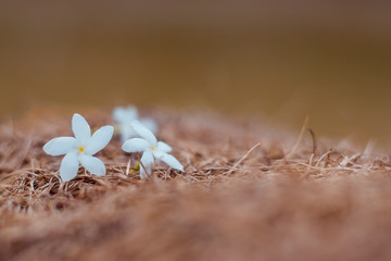 Wall Mural - Gerdenia Crape Jasmine flowers are on dry straw