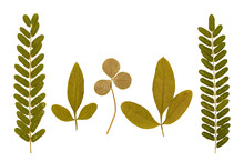 Set Of Dry Pressed Leaves Of Various Shapes Isolated