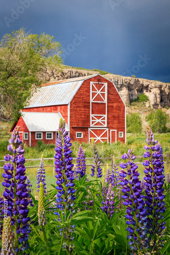 Lupine Flowers And A Red Barn In Rural Utah Usa Buy This Stock