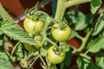 cluster of still green unripe tomatoes growing on their branch in full sunlight