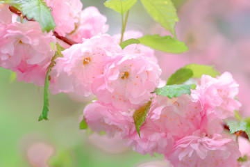 Wall Mural - Pink flower sakura bloom in spring season, closeup