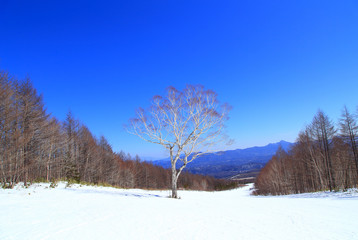 One tree in the winter ski resort