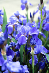 Wall Mural - Blue flower irises close up, nature background