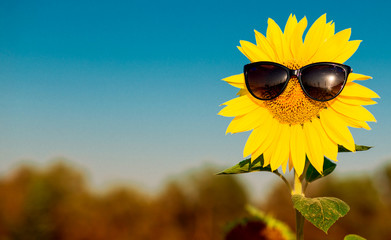 Summer background. Closeup sunflower wearing black sunglasses with blue sky background