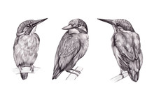 Collection Graphic Drawings In Pencil. Sketches Of A Birds Isolated On White. Set Of Realistic Drawing Of A Three Kingfishers. Vintage Style. For A Postcards, Greeting Cards, Wedding Invitations, Etc.