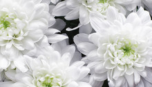Background Of White Chrysanthemum Flowers. Buds Of White Flowers.
