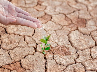 Wall Mural - Hand nurturing and watering young baby plants growing in germination sequence on fertile soil