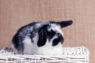 Wall Mural - the little rabbit is sitting in a white wicker basket. close-up.