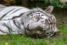 White Tiger, Panthera Tigris Tigris, Portrait Of A Tiger Lying On The Grass