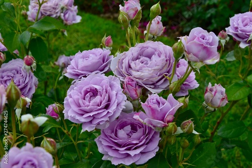 Rose Novalis Kordes Buy This Stock Photo And Explore Similar Images At Adobe Stock Adobe Stock