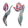 Red purple tulip floral botanical flowers. Watercolor background illustration set. Isolated tulips illustration element.