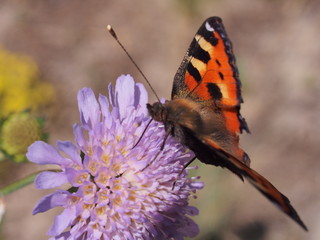 A butterfly with red wings collects nectar from flowers.