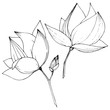 Vector Magnolia foral botanical flowers. Black and white engraved ink art. Isolated magnolia illustration element.