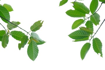 Tropical tree leaves with branches on white isolated background for green foliage backdrop 